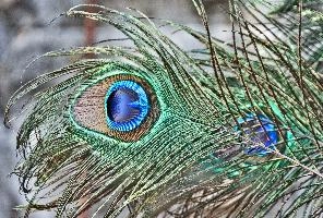 Pfau crop.jpg
